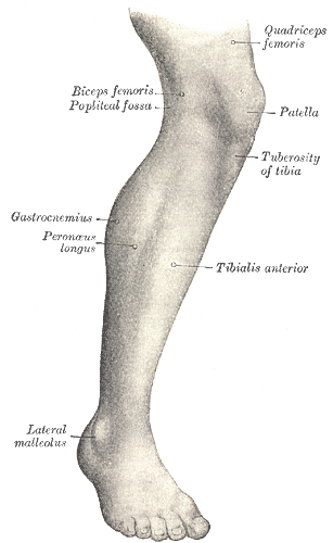 Human leg